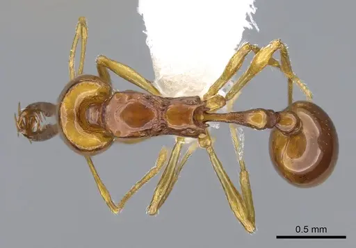 Acanthognathus teledectus specimen CASENT0914661 image casent0914661_1