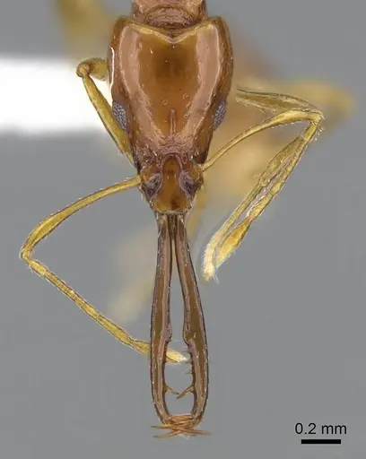 Acanthognathus teledectus specimen CASENT0914661 image casent0914661_2