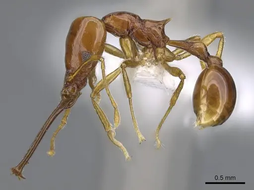 Acanthognathus teledectus specimen CASENT0914661 image casent0914661_3