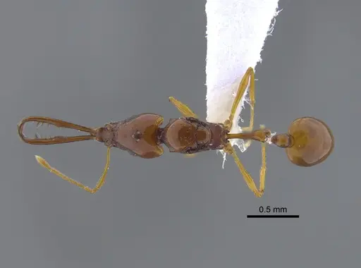 Acanthognathus teledectus specimen CBUMAGENT41718 image cbumagent41718_1