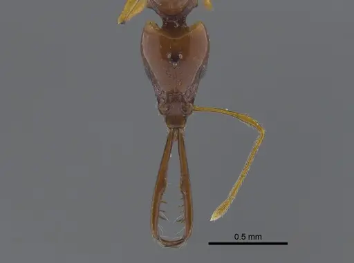 Acanthognathus teledectus specimen CBUMAGENT41718 image cbumagent41718_2