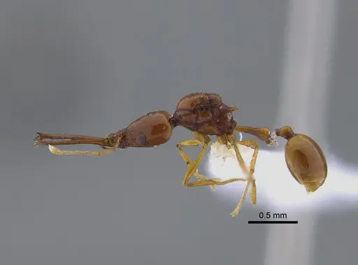 Acanthognathus teledectus specimen CBUMAGENT41718 image cbumagent41718_3
