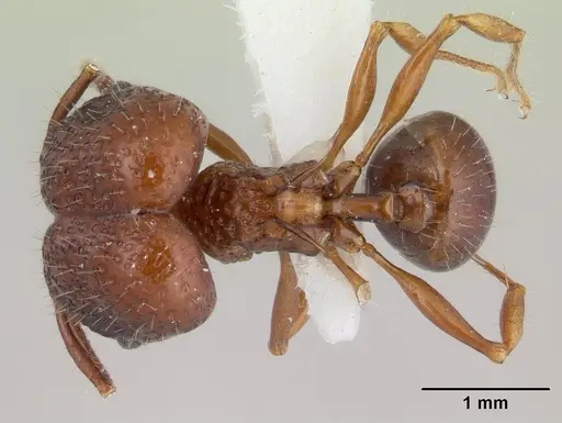 Acanthomyrmex basispinosus specimen CASENT0178574 image casent0178574_1