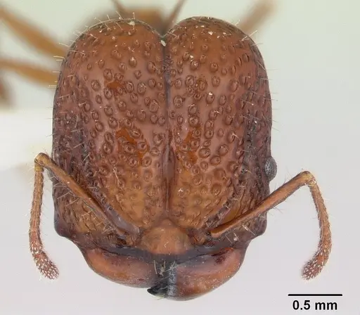 Acanthomyrmex basispinosus specimen CASENT0178574 image casent0178574_2