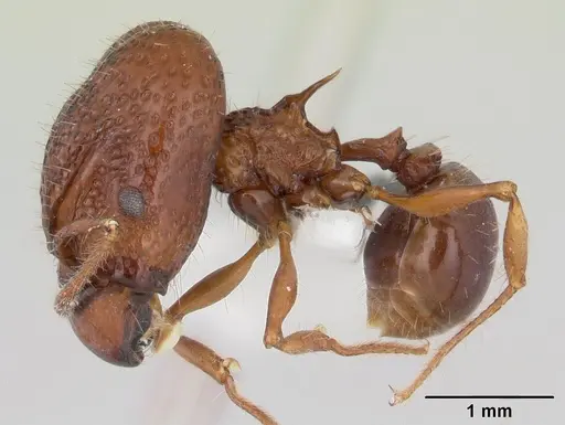 Acanthomyrmex basispinosus specimen CASENT0178574 image casent0178574_3