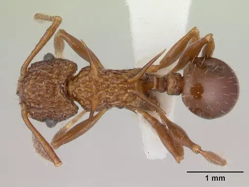 Acanthomyrmex basispinosus specimen CASENT0178575 image casent0178575_1