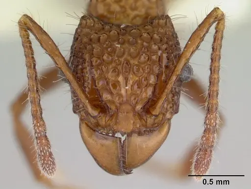 Acanthomyrmex basispinosus specimen CASENT0178575 image casent0178575_2