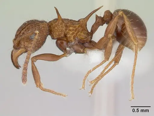 Acanthomyrmex basispinosus specimen CASENT0178575 image casent0178575_3