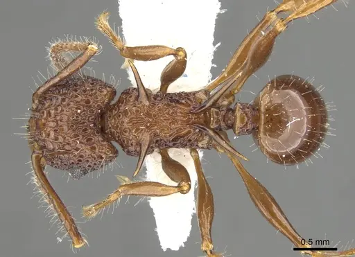 Acanthomyrmex basispinosus specimen CASENT0901702 image casent0901702_1
