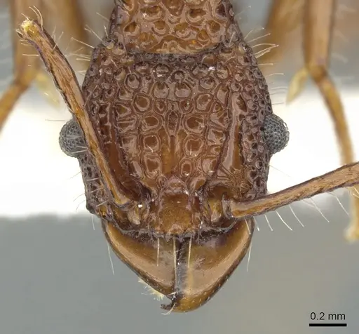 Acanthomyrmex basispinosus specimen CASENT0901702 image casent0901702_2