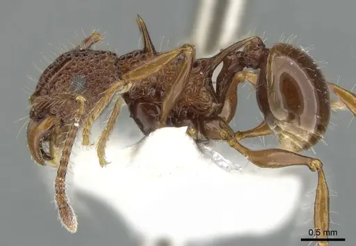 Acanthomyrmex basispinosus specimen CASENT0901702 image casent0901702_3