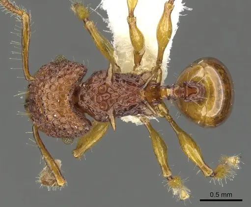 Acanthomyrmex careoscrobis specimen CASENT0901703 image casent0901703_1