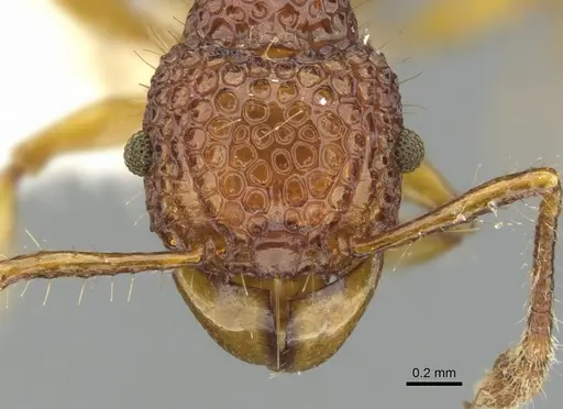 Acanthomyrmex careoscrobis specimen CASENT0901703 image casent0901703_2
