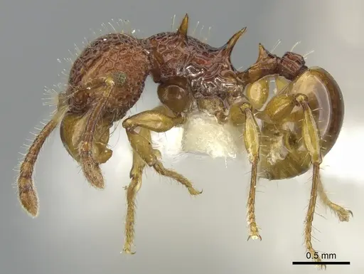 Acanthomyrmex careoscrobis specimen CASENT0901703 image casent0901703_3