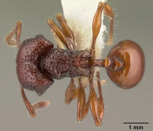 Acanthomyrmex concavus specimen CASENT0101061 image casent0101061_1