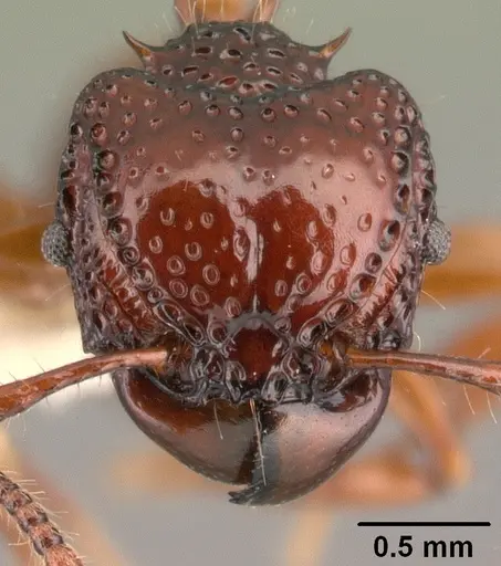 Acanthomyrmex concavus specimen CASENT0101061 image casent0101061_2