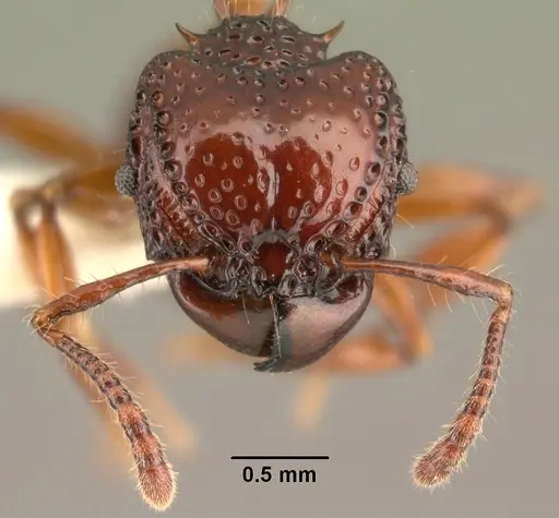 Acanthomyrmex concavus specimen CASENT0101061 image casent0101061_3