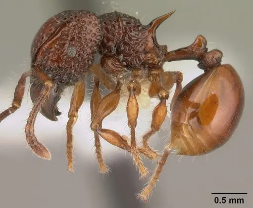 Acanthomyrmex concavus specimen CASENT0101061 image casent0101061_4