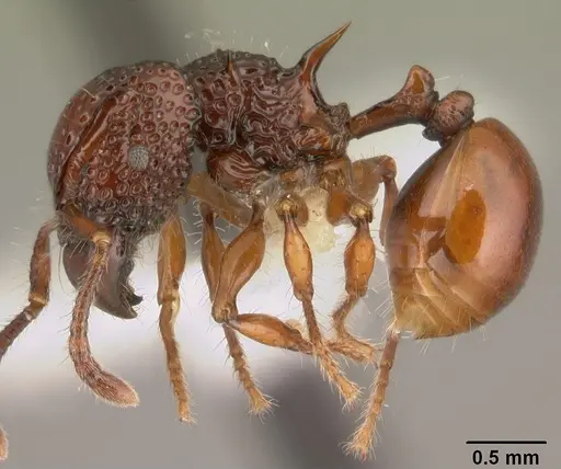 Acanthomyrmex concavus specimen CASENT0101061 image casent0101061_5