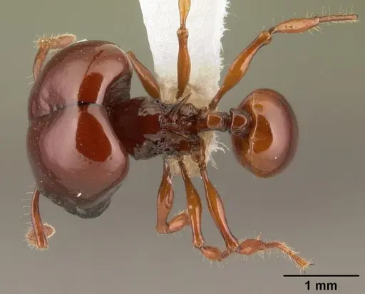 Acanthomyrmex concavus specimen CASENT0101062 image casent0101062_1