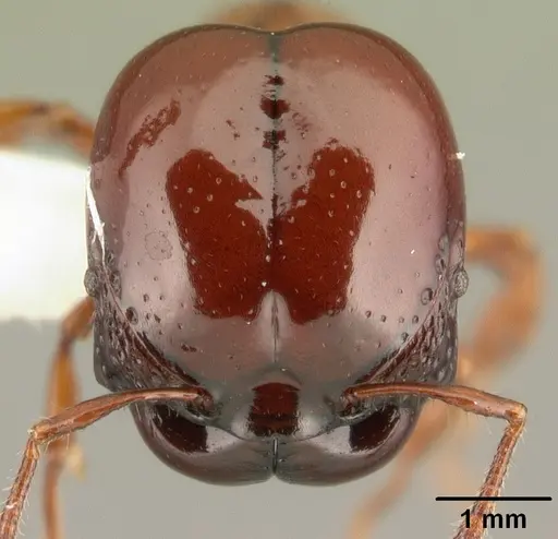 Acanthomyrmex concavus specimen CASENT0101062 image casent0101062_2