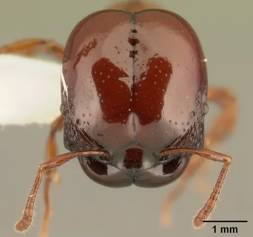 Acanthomyrmex concavus specimen CASENT0101062 image casent0101062_3
