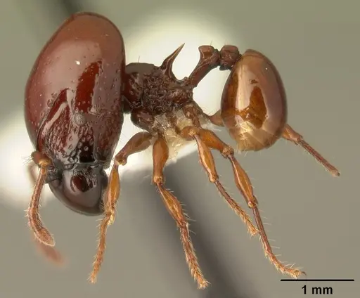 Acanthomyrmex concavus specimen CASENT0101062 image casent0101062_4