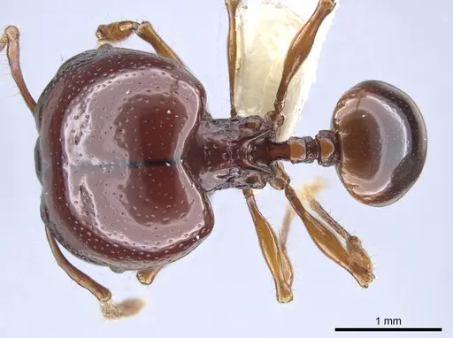 Acanthomyrmex concavus specimen CASENT0634195 image casent0634195_1