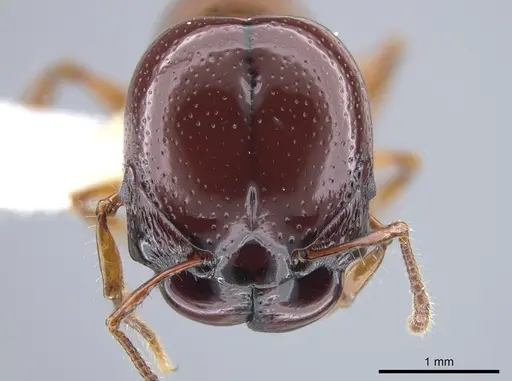 Acanthomyrmex concavus specimen CASENT0634195 image casent0634195_2