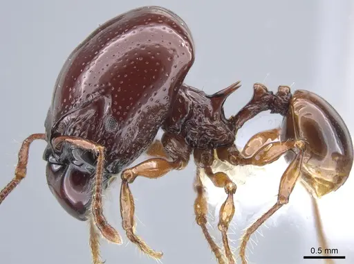 Acanthomyrmex concavus specimen CASENT0634195 image casent0634195_3