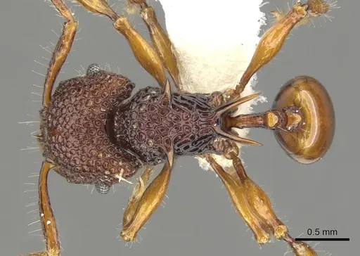 Acanthomyrmex concavus specimen CASENT0901700 image casent0901700_1