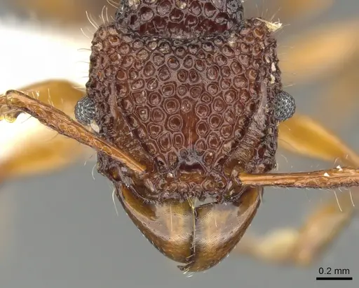 Acanthomyrmex concavus specimen CASENT0901700 image casent0901700_2