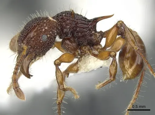 Acanthomyrmex concavus specimen CASENT0901700 image casent0901700_3