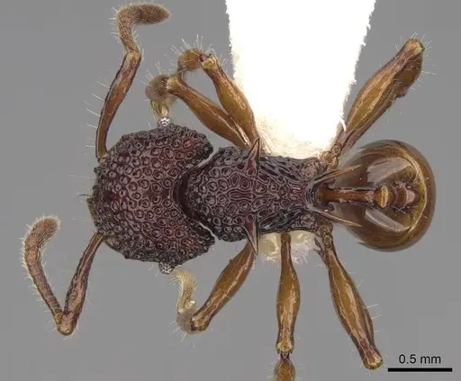 Acanthomyrmex concavus specimen CASENT0922952 image casent0922952_1