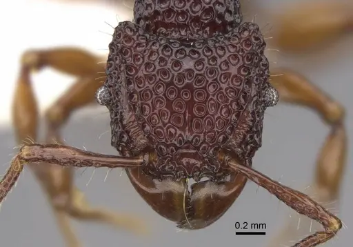 Acanthomyrmex concavus specimen CASENT0922952 image casent0922952_2