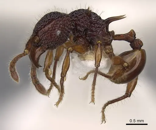 Acanthomyrmex concavus specimen CASENT0922952 image casent0922952_3