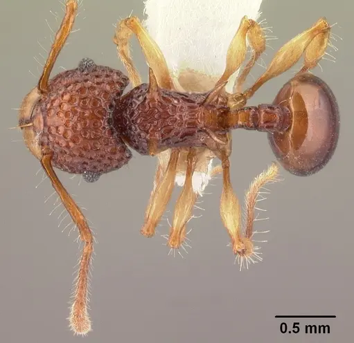 Acanthomyrmex crassispinus specimen CASENT0101994 image casent0101994_1