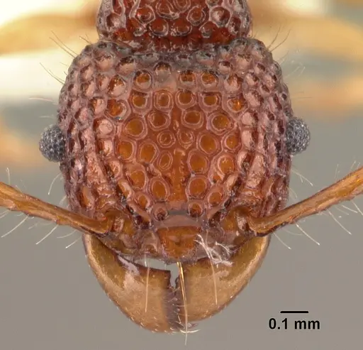 Acanthomyrmex crassispinus specimen CASENT0101994 image casent0101994_2