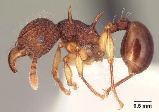 Acanthomyrmex crassispinus specimen CASENT0101994 image casent0101994_3