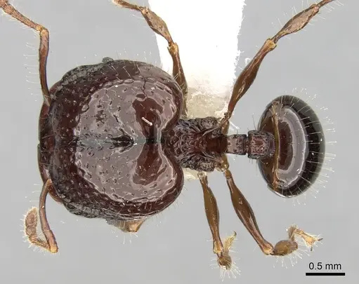 Acanthomyrmex dusun specimen CASENT0281793 image casent0281793_1