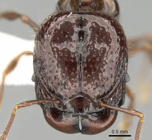Acanthomyrmex dusun specimen CASENT0281793 image casent0281793_2