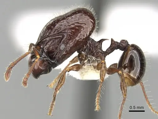 Acanthomyrmex dusun specimen CASENT0281793 image casent0281793_3
