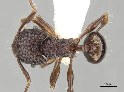 Acanthomyrmex dusun specimen CASENT0281794 image casent0281794_1