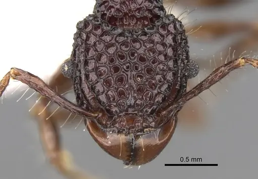 Acanthomyrmex dusun specimen CASENT0281794 image casent0281794_2