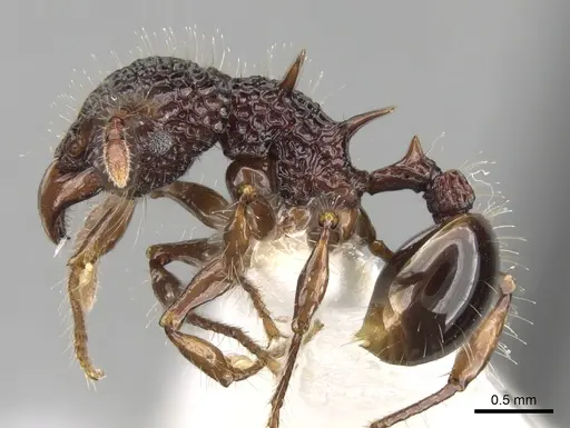 Acanthomyrmex dusun specimen CASENT0281794 image casent0281794_3