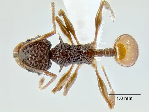 Acanthomyrmex ferox specimen CASENT0106243 image casent0106243_1