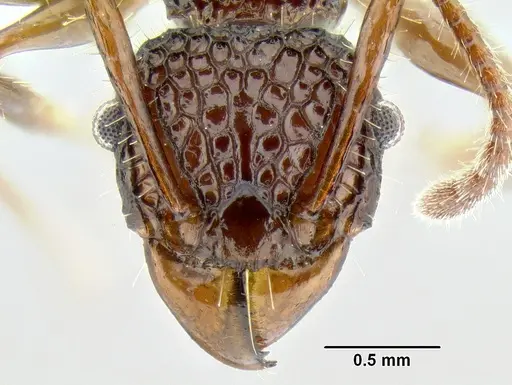 Acanthomyrmex ferox specimen CASENT0106243 image casent0106243_2