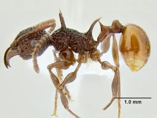 Acanthomyrmex ferox specimen CASENT0106243 image casent0106243_3