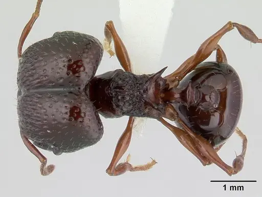 Acanthomyrmex ferox specimen CASENT0178570 image casent0178570_1