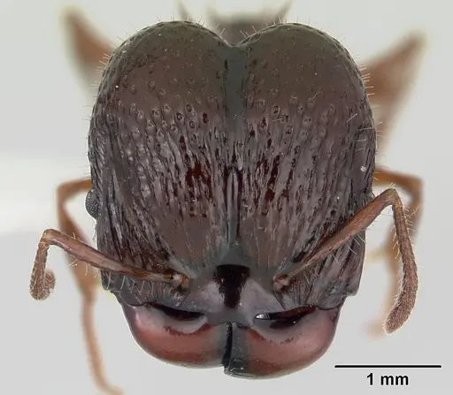 Acanthomyrmex ferox specimen CASENT0178570 image casent0178570_2